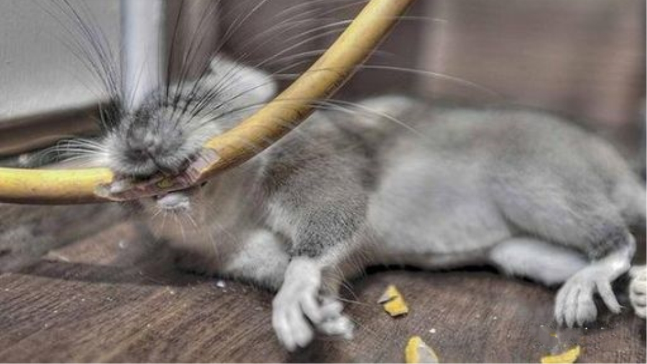 电线电缆经常被老鼠啃咬造成困扰